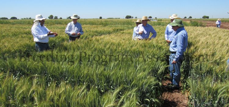 BPAT assessment of CIMMYT breeding programs BPAT assessment of CIMMYT breeding programs